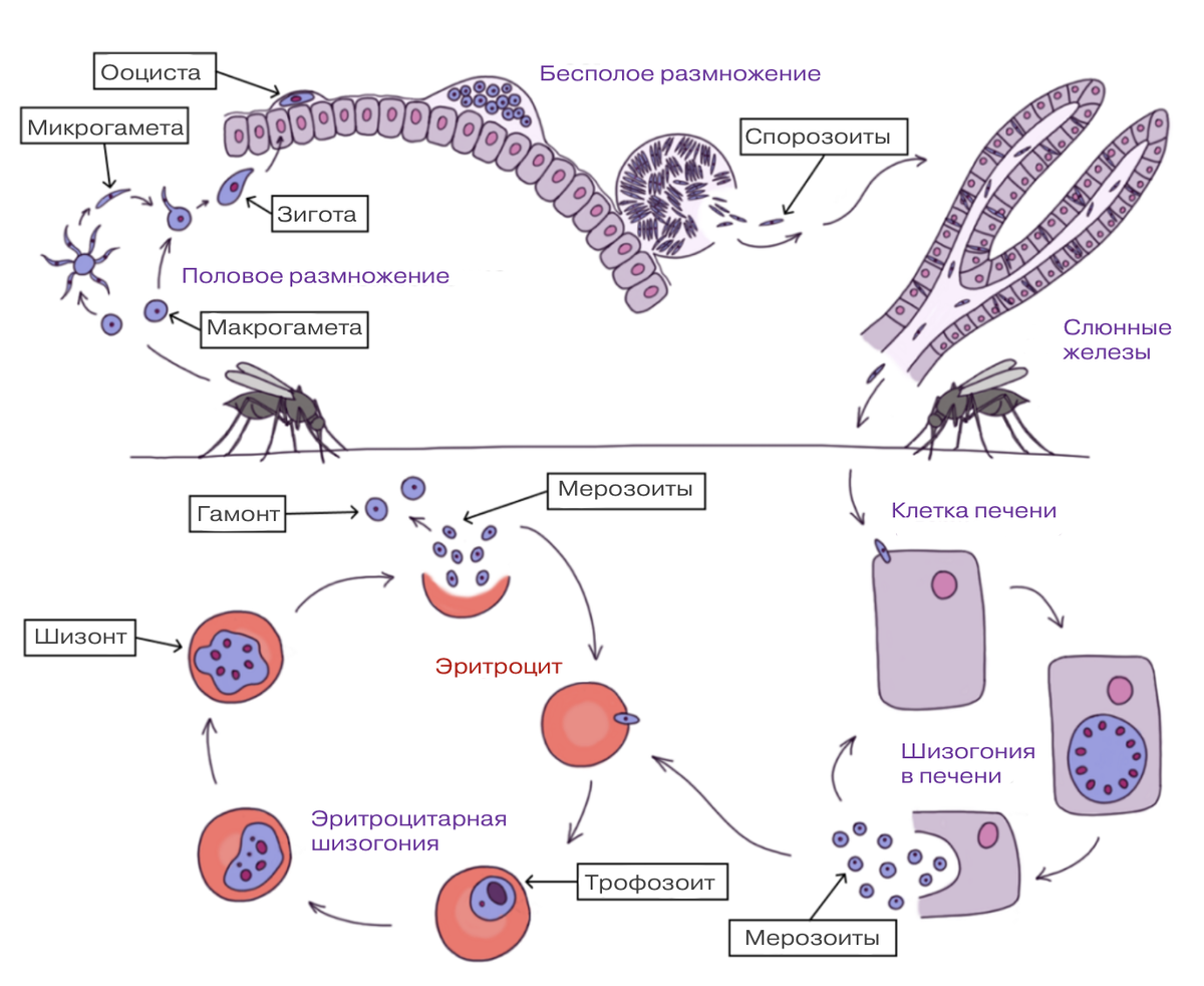 Процессы, добавляющие ценность относят к …. Управление уровнем сервиса itil. Название внешнего процесса. Какие есть названия процессов. Изопроцессы в газах.