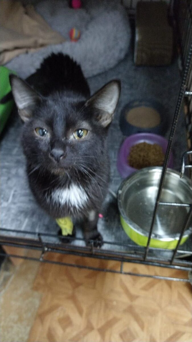 ветклиники. ветклиника маленький друг. сайты ветклиники. сеть ветеринарных клиник. ветеринарная клиника.