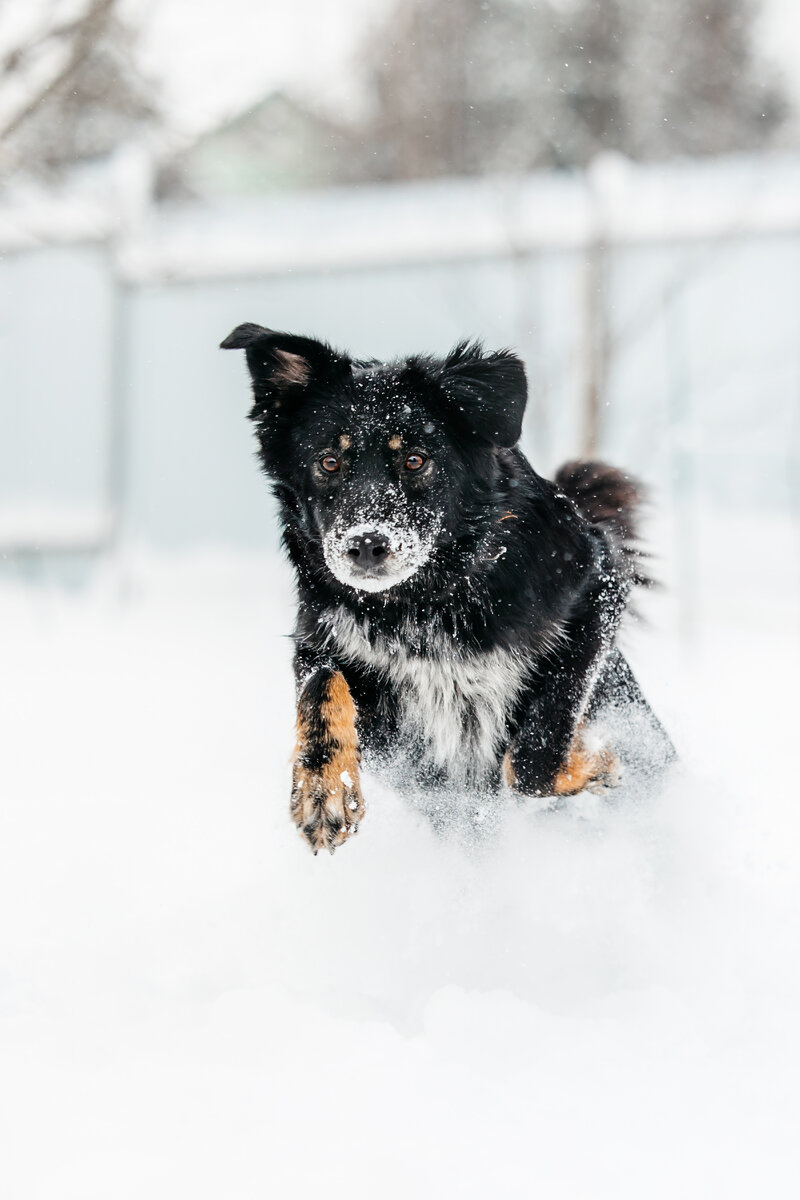 Что- в ней есть от волка или от волкособа. Бесстрашная, гордая, быстрая и умная. 