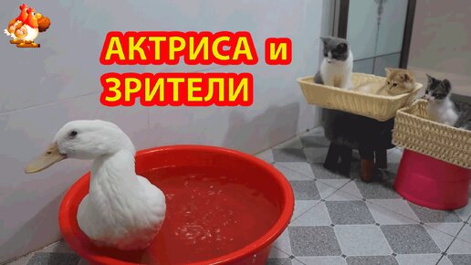 Утка намывается и Котята удивляются 😂 Актриса и зрители❗Скучный спектакль для компании кошачьих 🐈🐈‍⬛🐈