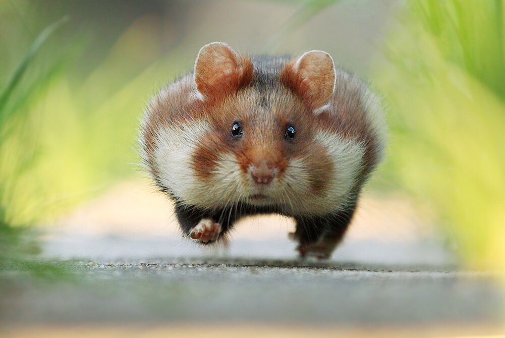 информация о состоянии здоровья предоставляется гражданину. рекомендации для пациента в стационаре. рекомендации к выписке пациента из стационара. права пациента в психиатрическом стационаре. порядок выдачи больных листов.