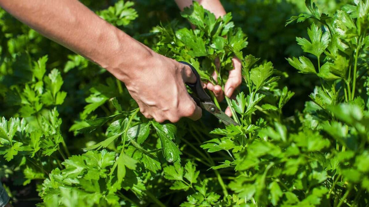 фото с интернета