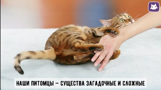 😾Почему кошка может невзлюбить человека?