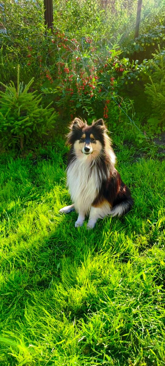 Остер г. Остер. Мультфильм 38 попугаев остер. Григорий остер 38 попугаев будем знакомы. Давайте знакомиться надпись.