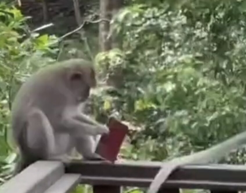 Та самая макака.