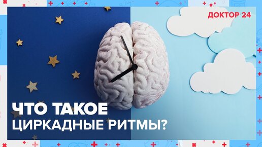 Что такое ЦИРКАДНЫЕ РИТМЫ