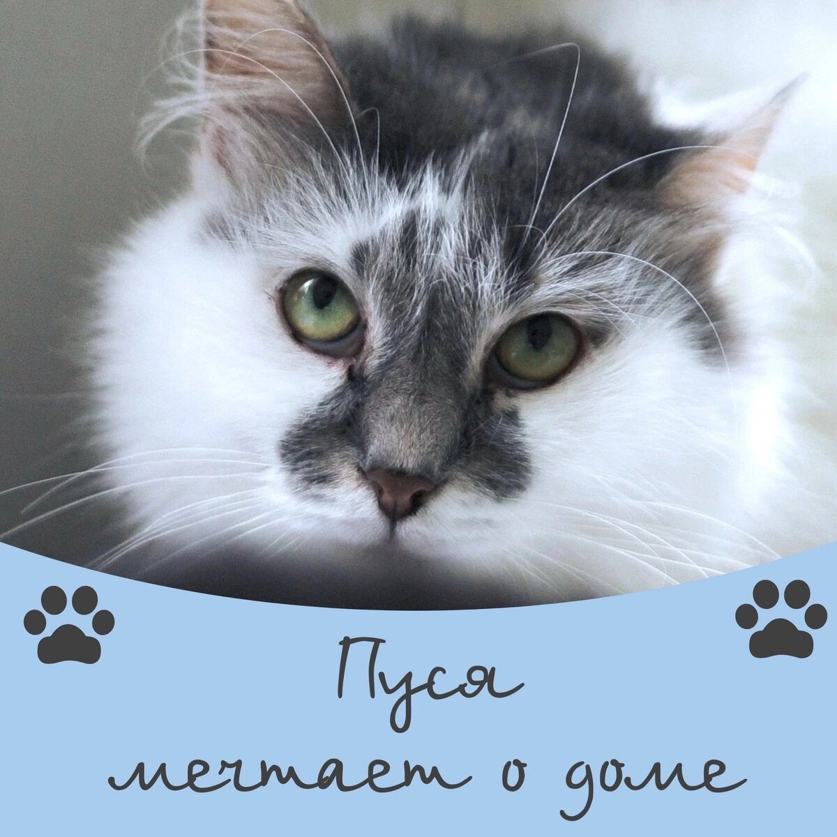 Дом для кошки. Дом для кошки. Кошка в квартире. Кошка дома. Домашняя кошка фото.