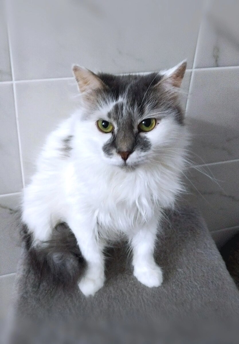 породистые котята в добрые. кошечку в хорошие руки. котята в дар. возьму котенка. недорогие рыжие котята.