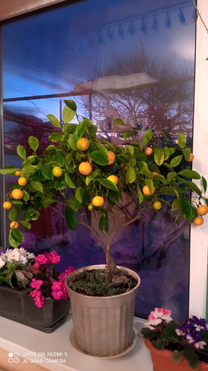 Каламондин - растёт на западном окне