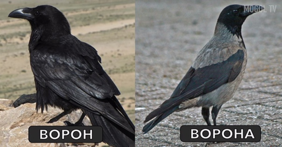 Ворон грач различия. Ворон и ворона. Ворон и ворона отличие. Чем ворон отличается от вороны. Ворон и ворона это разные птицы.