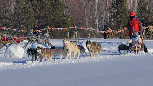 Праздник Йоль в питомнике хаски Dog Winter