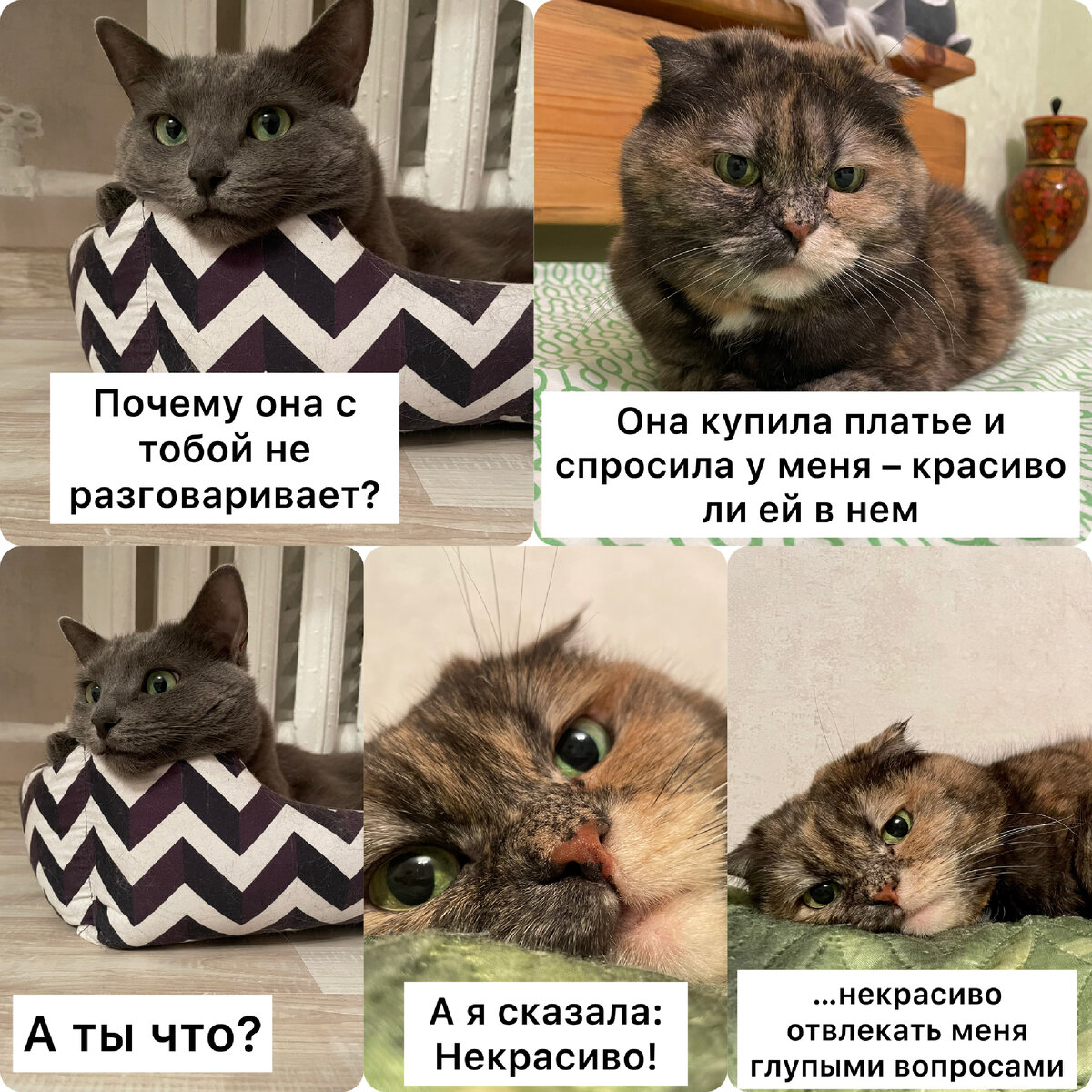 Кофейный кот – симпатичный подарок без хлопот