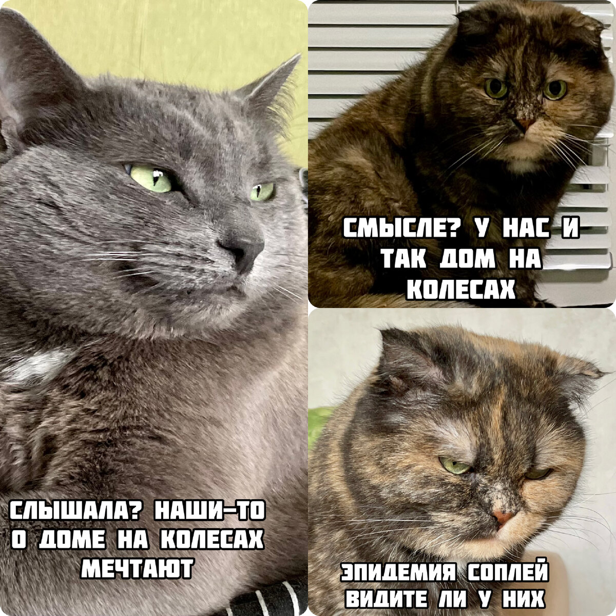 Бенгальская кошка полосатая. Где хорошие кошки. Мейн кун разноцветный. Забота о кошке. Где хорошие кошки.