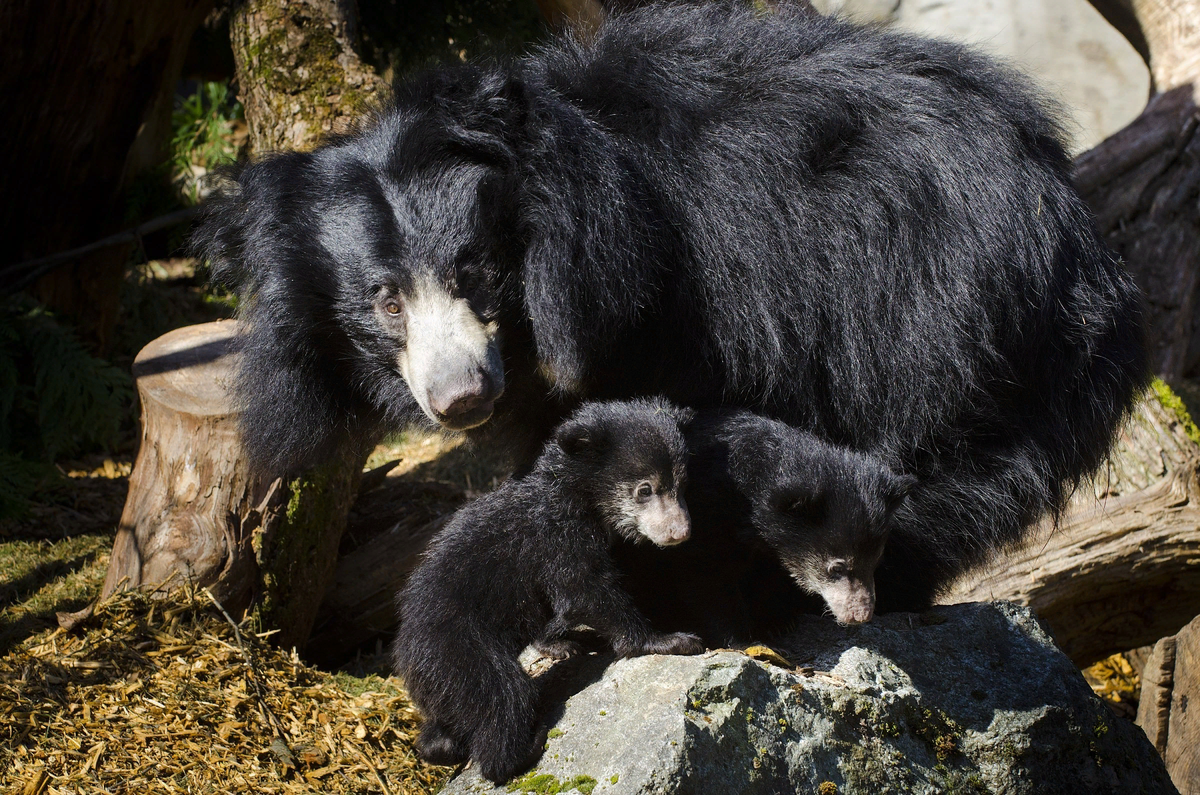 Славянская нечистая сила презентация. Лихо кикимора водяной леший. Анчутка славянская мифология. Водяной, баба яга леший. Бес (славянская мифология) нечистая сила в славянской мифологии.