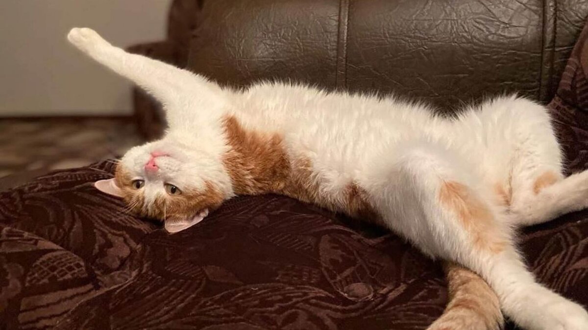 Погибший кот Твикс