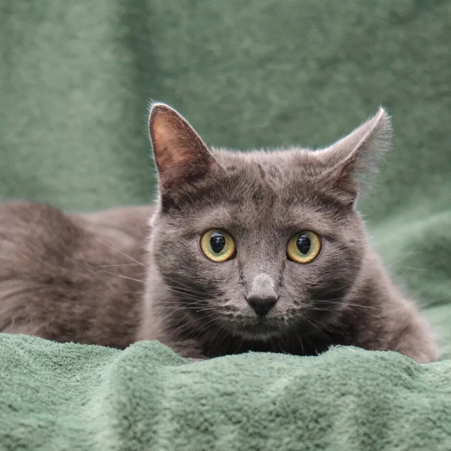 Сказки про лису. Женщина задается вопросом. Ну я не знаю. Сорок сорок для своих сорочат сорок сорочек не ссорясь строчат. А если подумать.