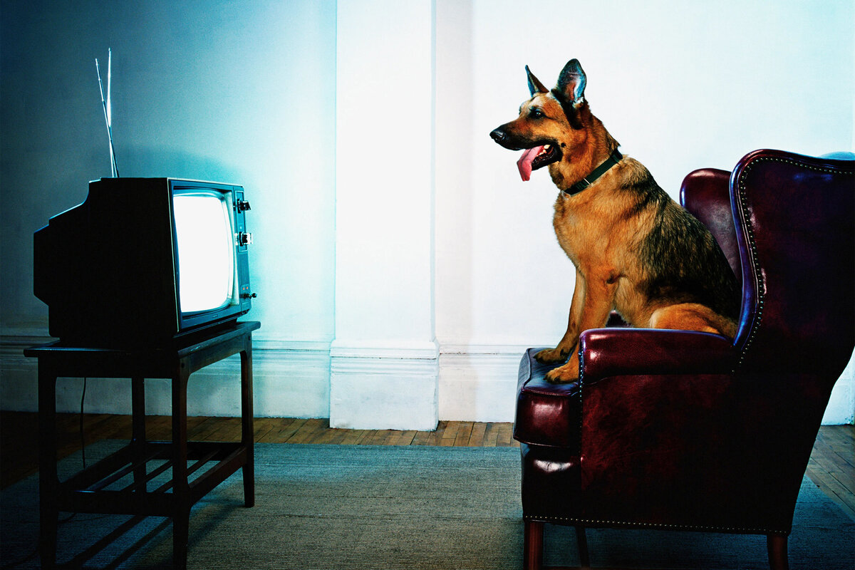 Собаки любят музыку. Собаки любят музыку. Какая музыка нравится собакам. Животные с наушниками. Собаки любят музыку.