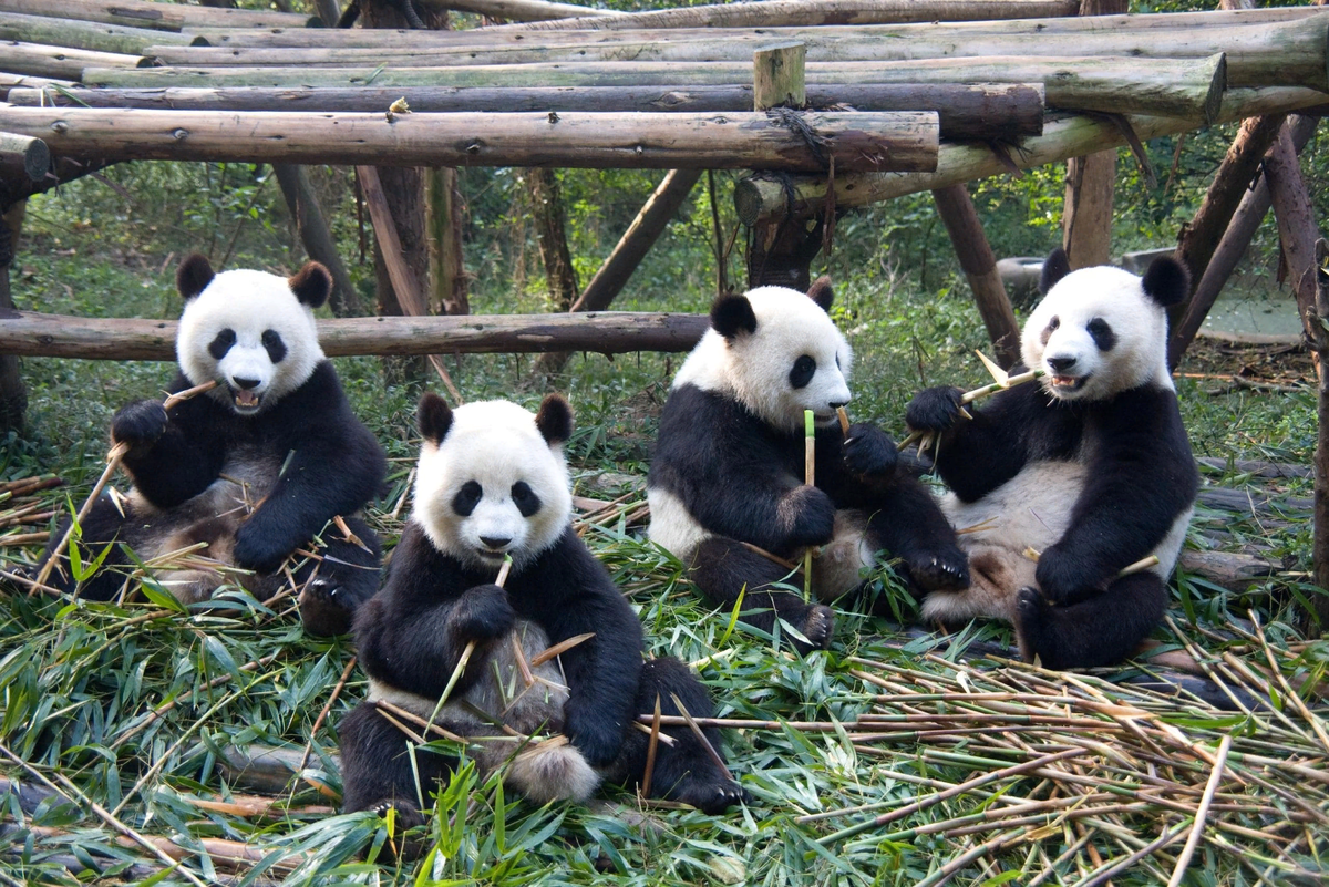 Включи где панда. Чэнду Панда парк. Центр большой панды в Чэнду. Большая китайская Панда. Чэнду Китай панды.