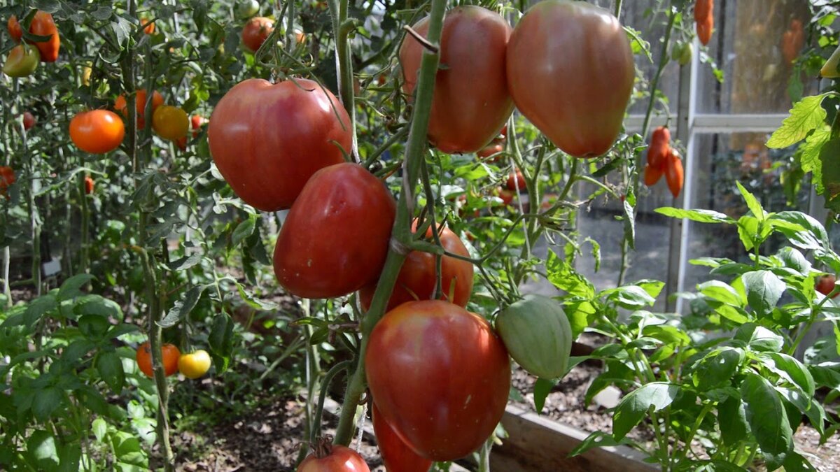 как выращивать хорошие томаты. парник для помидоров. парник для помидоров. томаты в ведрах. как выращивать хорошие томаты.