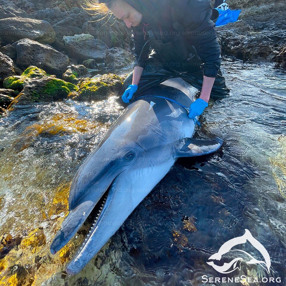 Небольшое количество ошибок. Количество ошибок и оценка. Небольшое количество ошибок. Правило при воде текста. Ошибки в цифрах.