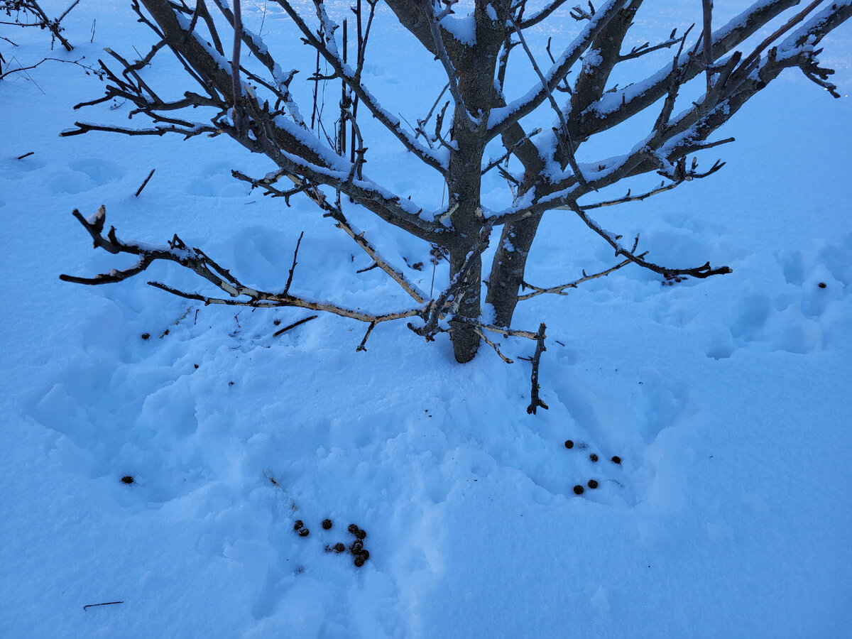 У не укрытой дички поедена кора с нижних ветвей. Ствол – пока – не пострадал. Плата "шариками" внесена. В статье использованы фото автора 