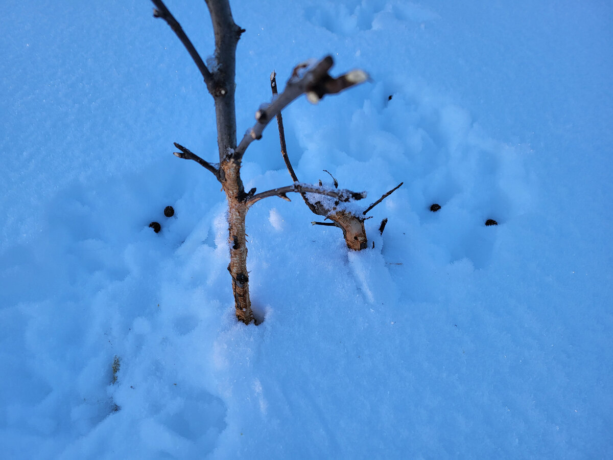 Каюк яблоньке-самосевке, выросшей не на месте. И кора очищена, и ветки надкушены. От души развлёкся зай [чтоб ему] чик.  