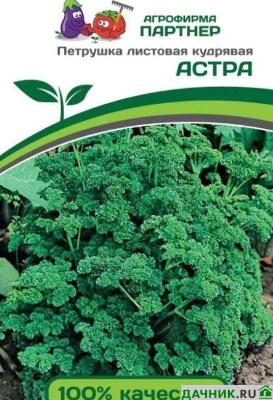 гинкго билоба двулопастный ginkgo biloba. диадема (диадема) в древней греции. Old fossil. древнейший листовой. древние папоротники.