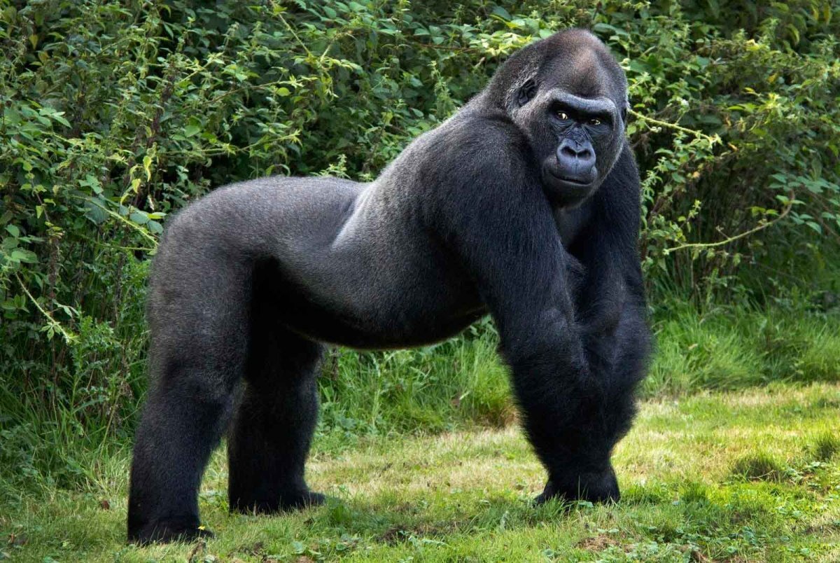 ГОРИЛЛЫ (GORILLA) - САМЫЕ КРУПНЫЕ ПРИМАТЫ В МИРЕ