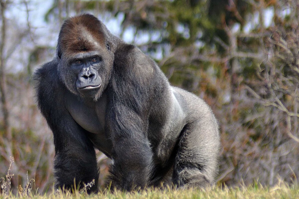 ГОРИЛЛЫ (GORILLA) - САМЫЕ КРУПНЫЕ ПРИМАТЫ В МИРЕ