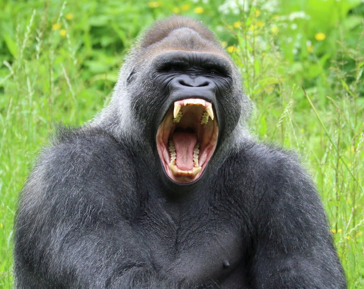 Silverback Gorilla