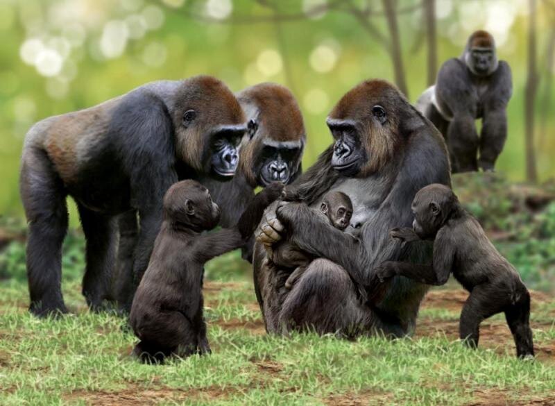 Сколько живет самец. Горилла и шимпанзе. Семейство горилл. Семья горилл. Африканская горилла.