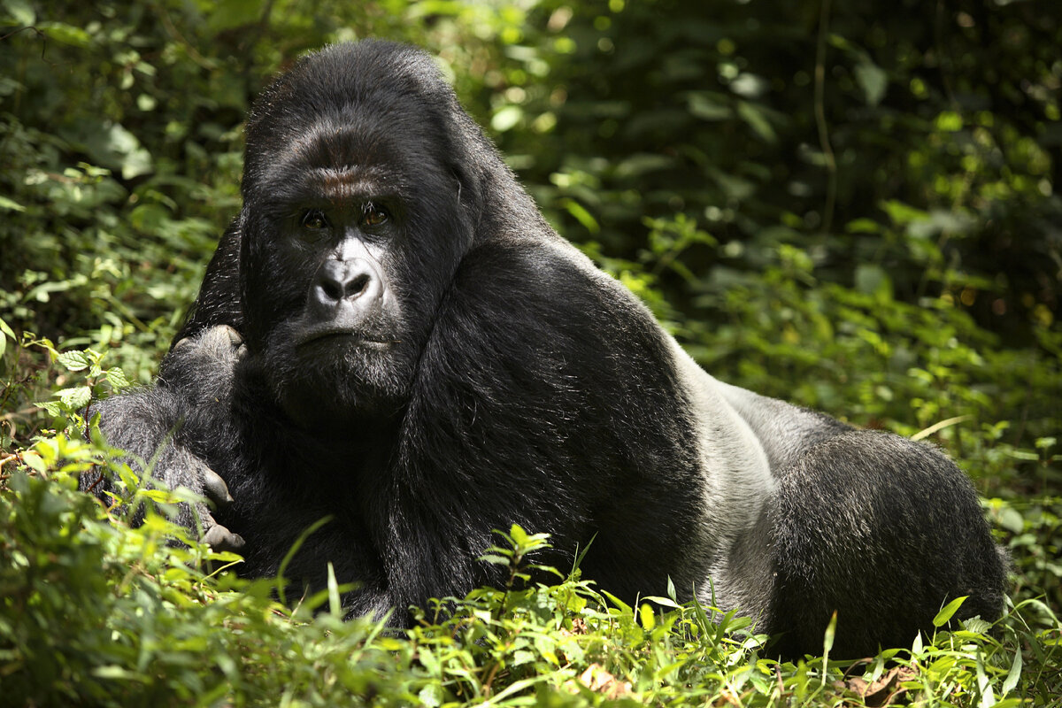 Silverback Gorilla