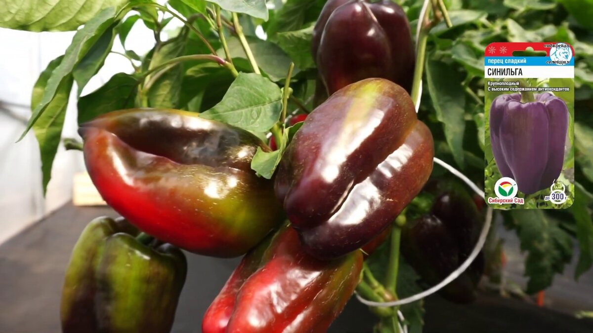 Сорта урожайных перцев для открытого грунта. Перец сладкий д'артаньян. Сорт перца геракл. Перец сладкий катрин. Перец сладкий халиф f1.