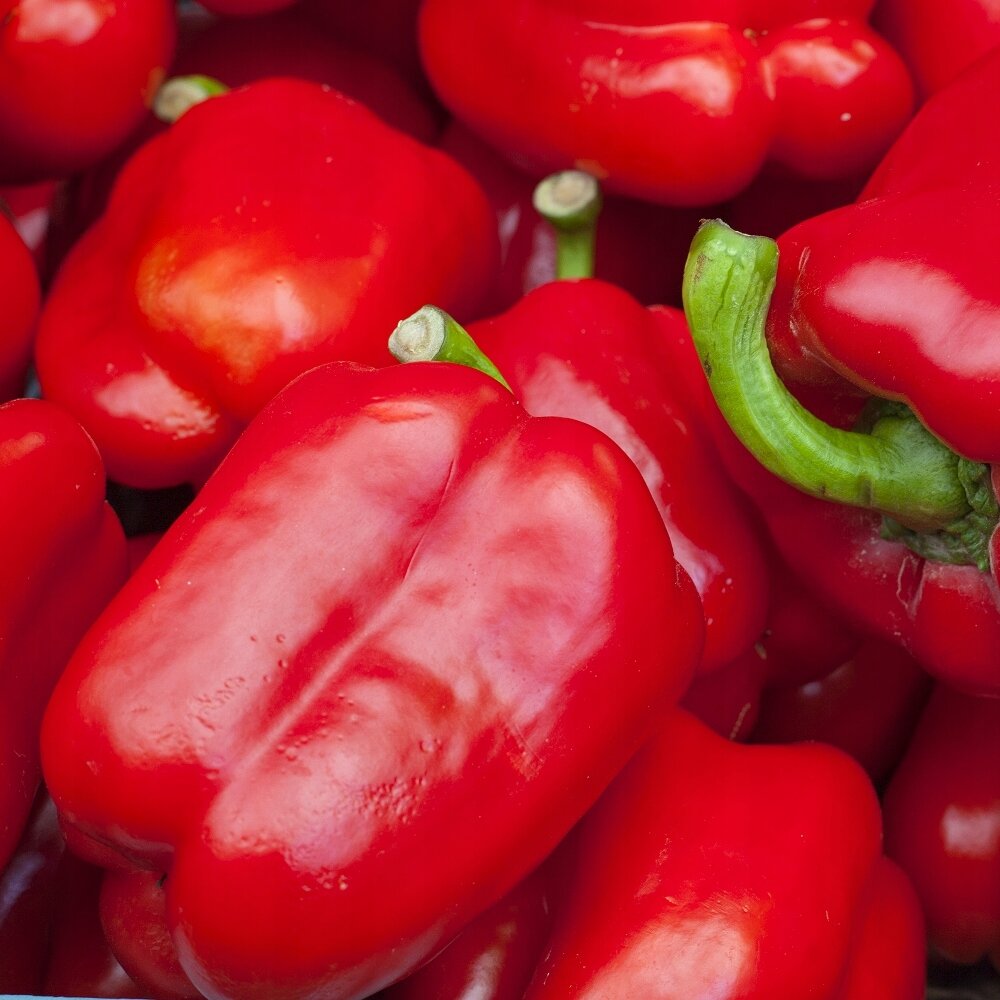 Перец болгарский сорт помидорный. Перец сибирский великан. Перец сладкий воевода f1. Сорта томатов и перцов лучшие семена. Сорт сладкий перец агаповский.