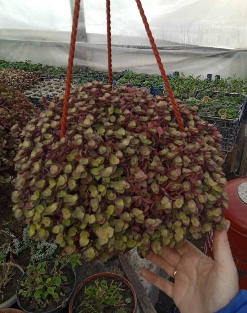 Каллизия в декабре