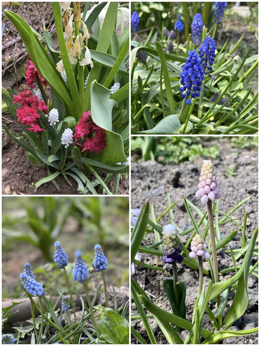 Сорта мускарей в коллаже - Album, Armeniacum, Valerie Finnis, Pink Sunrise, Grape Ice. Фото автора