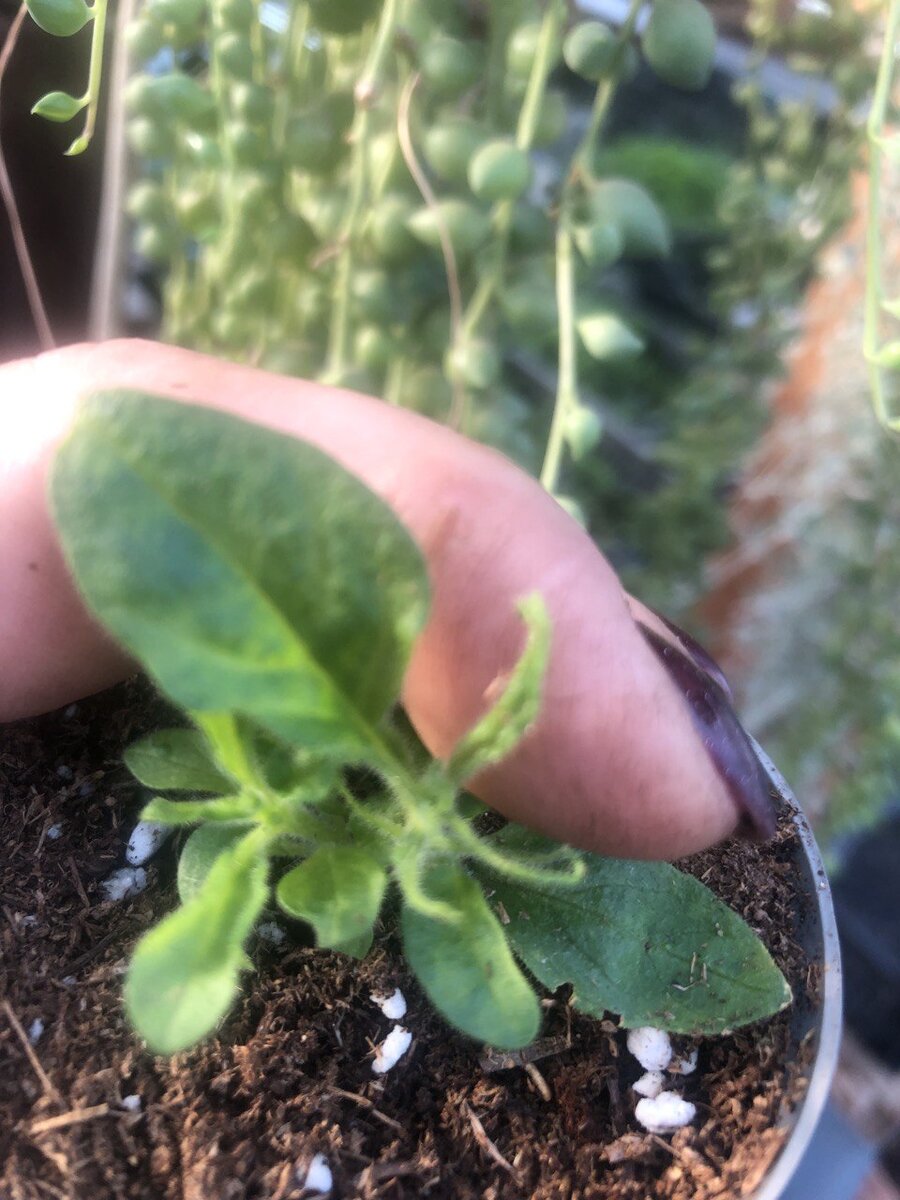 Черенок сурфинии, заражённый вирусом мозаики (деформация верхушечных листьев, мозаичные пятна, остановка роста и развития). Фото автора.