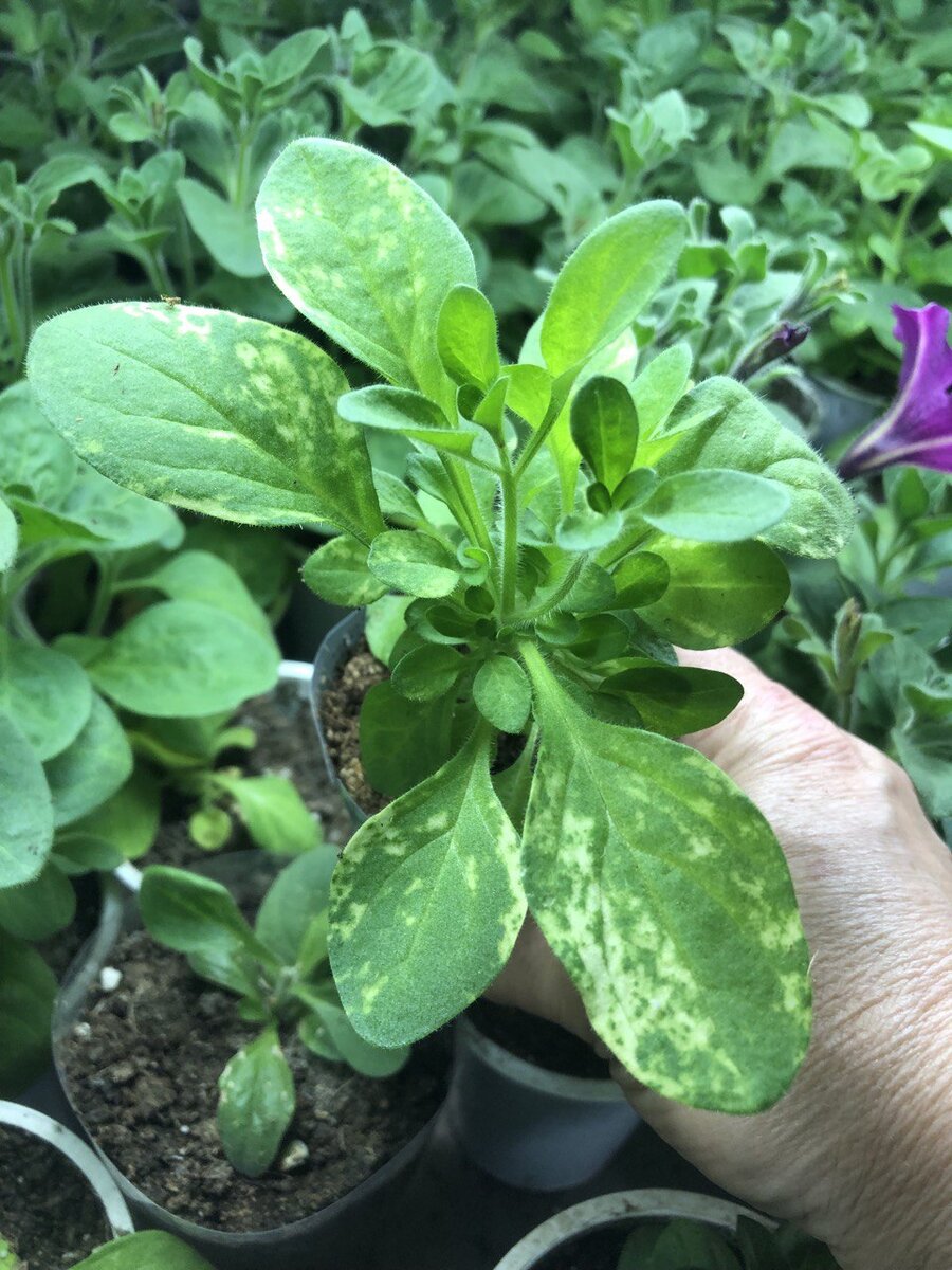 Черенок вегетативной петунии Рим Кардинал.