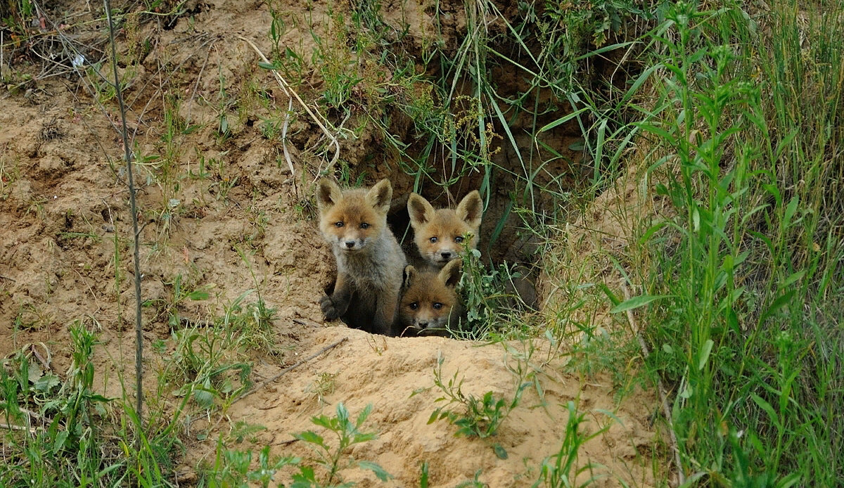 Лисята у норы. Фото из открытых источников.