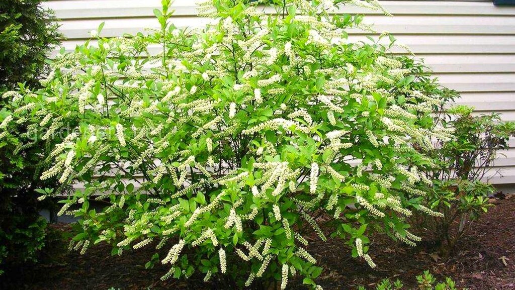 Южный душистый цветок. Жасмин plumeria дерево. Мурайя карликовая. Южный душистый цветок. Южный душистый цветок.