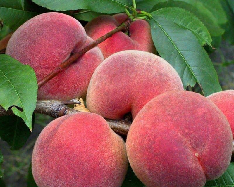 Интрига как понять. Интрига. Интрига. Интрига. Интрига как понять.