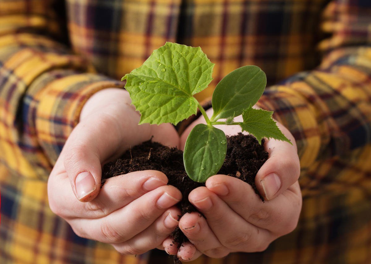 закрыт ли огурец