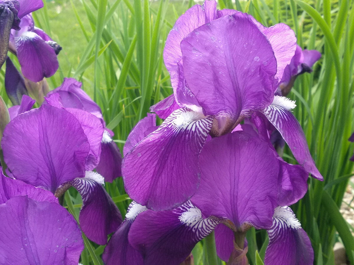 Аптека корень ириса. Стих про ирис. Ирис бот команды. Хост в iris чат менеджер бот. Ирис чат менеджер.