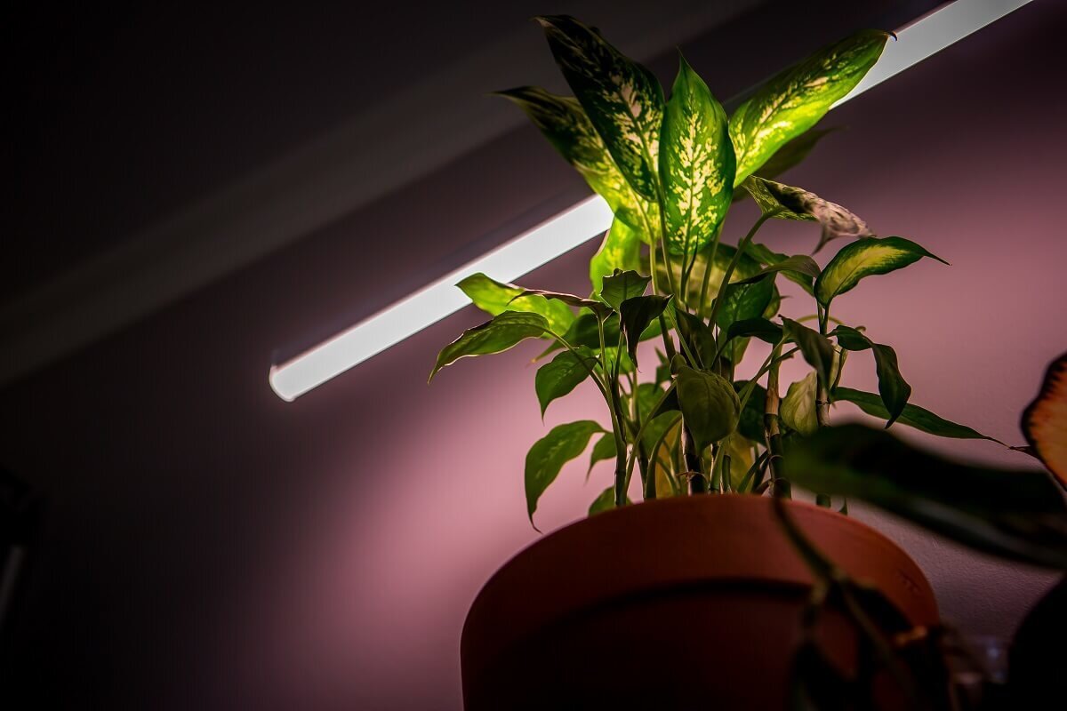 Включи свет растения