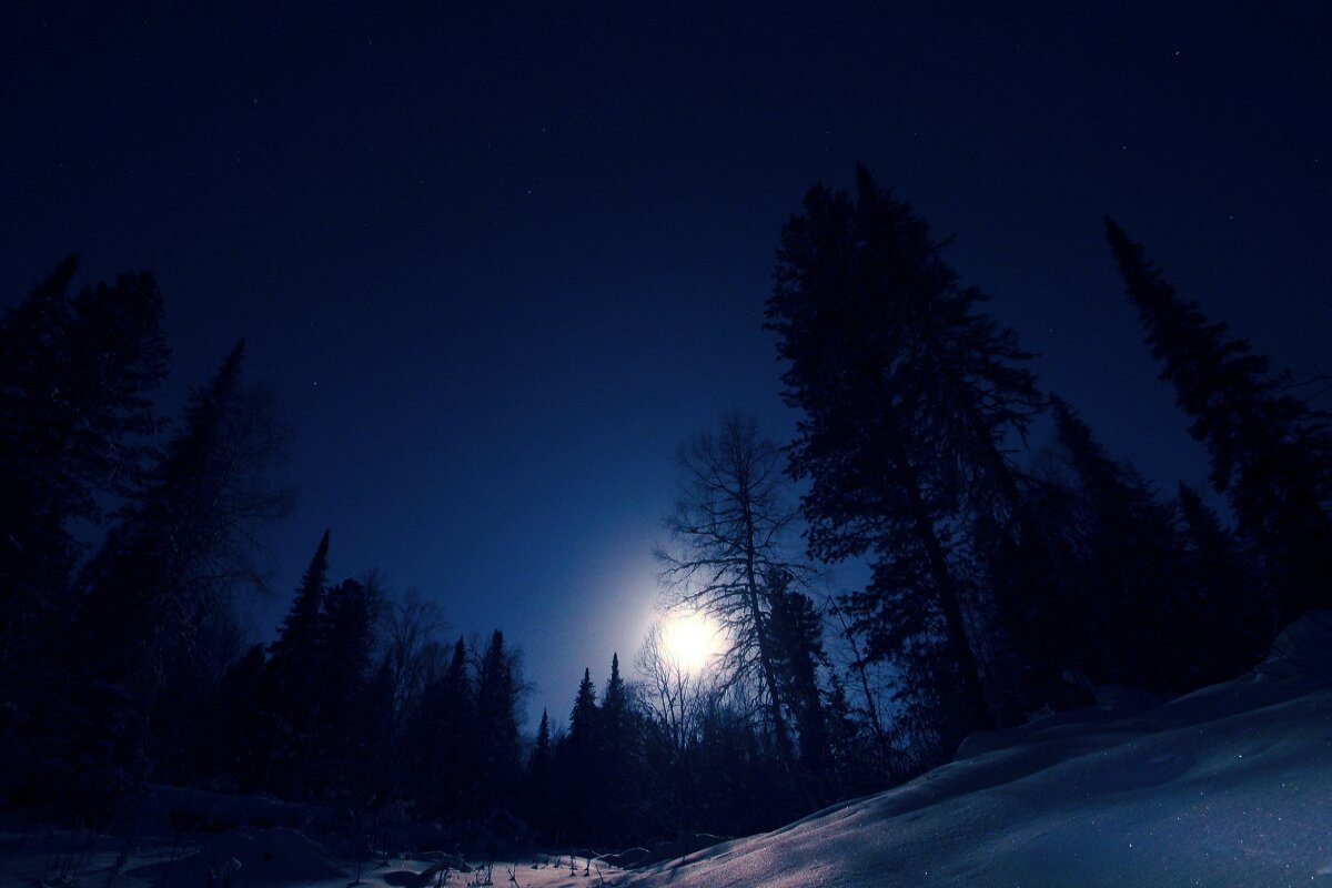 жуткая темнота. лес темный страшный. жуткая темнота. страшное лицо из темноты. страшный лес.