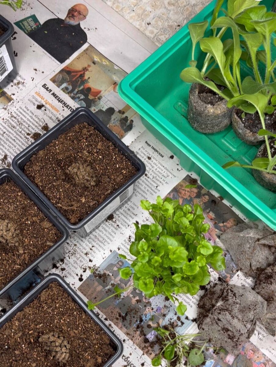 какие растения сажать в январе. рассада цветов в марте. рассада дома на подоконнике. цветы на рассаду в феврале. таблица высадки семян цветов на рассаду.