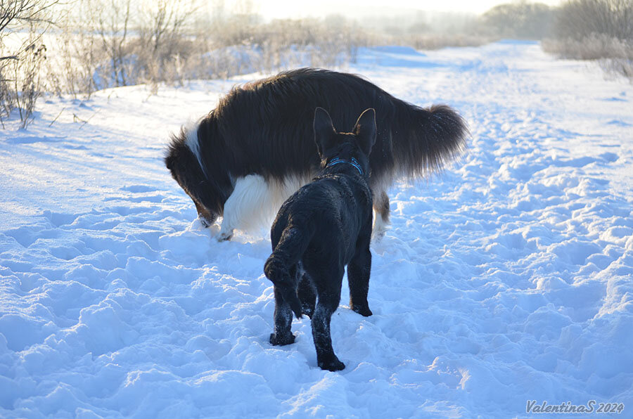 10 лет немецкой овчарки. Немецкая овчарка пара. Лапкинс немецкая овчарка. Немецкая овчарка питомник москва. 10 лет немецкой овчарки.