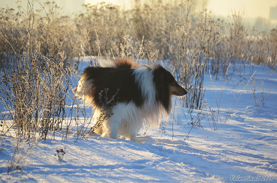 Множество собак встретило нас. Множество собак встретило нас. Много кошек и собак. В ауле множество собак встретило нас громким лаем базаров с аркадием. Разнообразие пород собак.