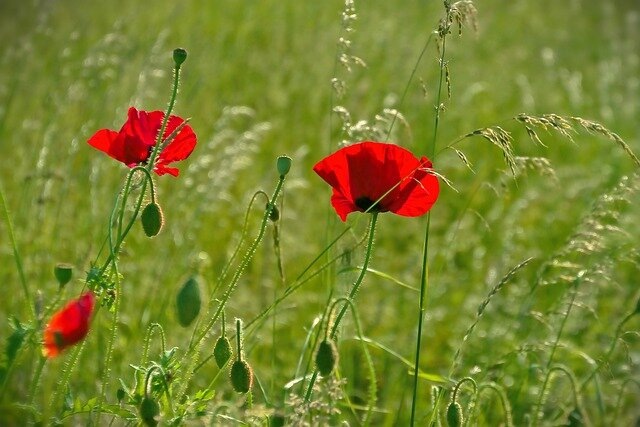 Pixabay License Бесплатно для коммерческого использования Указание авторства не требуется