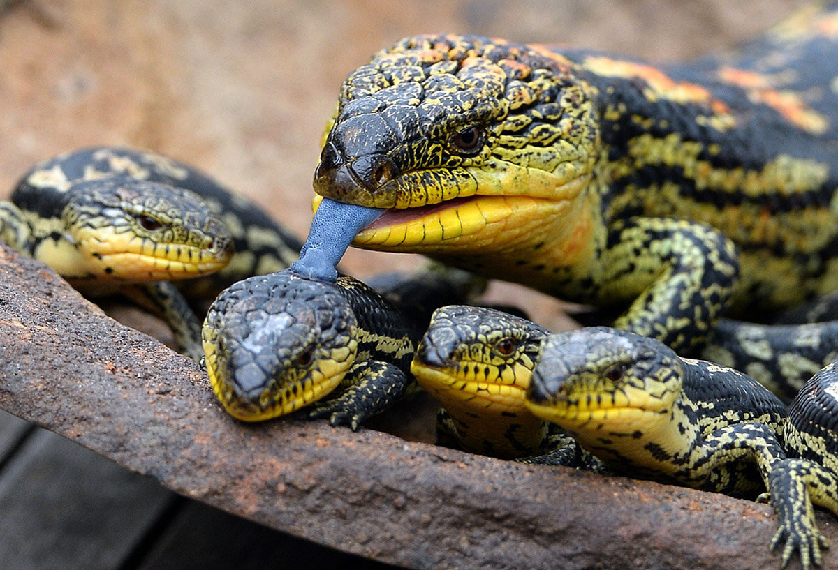 Змеи относятся к отряду черепахи чешуйчатые крокодилы. Австралийский сцинк. Пресмыкающиеся Варан. Сцинк ящерица. Синеязыкий сцинк в Австралии.